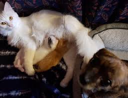 Now, we'll find out what are the main steps you need to follow to help your cat give birth and take care of her newborn kittens. My Dog The Midwoof Helped Our Cat Give Birth She S So Proud Aww