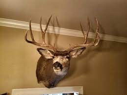 * unique 5 x 6 rack. Mule Deer Taxidermy Mounts Hunt Talk