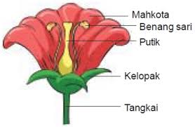 Bunga adalah salah satu bagian dari tumbuhan yang mempunyai fungsi untuk melakukan perkembangbiakan. Websitependidikan Com Info Tips Pendidikan Parenting Pedagogik Dan Seputar Ilmu Pengetahuan