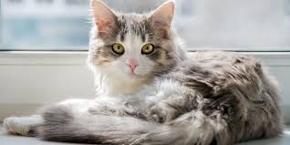 ‪15 Fascinating Facts About Female Cats - Cats.com‬‏