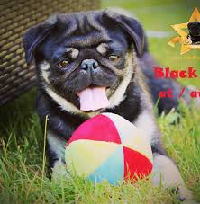 Black And Tan Pug Black And Tan Pug Pugs Animals Pets