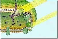 What Was Used To Prove That The Source Of Oxygen Evolved During  Photosynthesis Is Water? - Quora
