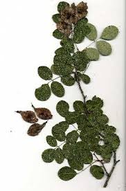 Image result for Pterocarpus rotundifolius