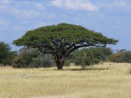 Giraffe Tree Vachellia Erioloba 45 Ft H X 45 Ft Wide Slow Grow Yellow Flower Balls In Spring Interesting Fruits Pods Africa Trees African Tree Shade Trees