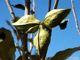 Image result for Heritiera