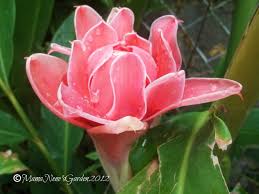 Because batches of fabric are produced at different times, the same fabric of the same color at different times might be slightly different. Ornamental Plants Mama Nene S Garden