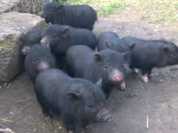 We did not find results for: Florin ZÄbavÄ Porci Vietnamezi Fmz Home Facebook