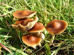 How to grow mushrooms in florida. Are Mushrooms Popping Up In Your Tallahassee Yard Good Or Bad Dickerson Landscaping