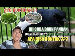 Maybe you would like to learn more about one of these? Cara Mempercepat Kacer Mabung Pakai Daun Pandan Dijamin Ampuh 100 Youtube