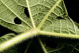 Image result for Neoboutonia melleri