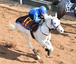 The japan racing association (japanese: Kaarc1 Kmcxtwm