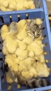 Chicken nugget, a chicken nugget is basically god if he were a food. Chicken Cat Gifs Tenor