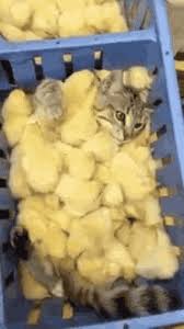Https Encrypted Tbn0 Gstatic Com Images Q Tbn And9gcql4ih2arzf89s6frgubbta45m8iskwcquyqw Usqp Cau Lunch / dinnerhomemade chicken nuggets (i.imgur.com). 2