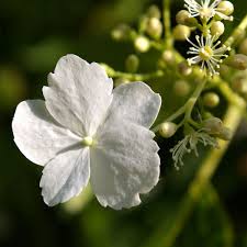 Maybe you would like to learn more about one of these? Hydrangea Seemannii