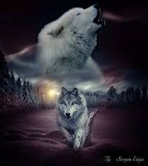 Pin By Fuat Fidan On Mis Imagenes In 2020 Wolf Pictures Eat Meat Foods With Calcium