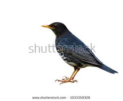 Black Bird With Yellow Beak And White Belly Stock Photo Japanese Thrush Turdus Cardis Beautiful Grey To Black Bird With White Belly Yellow Beaks And Legs Straitly Sta Black Bird Stock Photos Beautiful