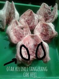 Check spelling or type a new query. Harga Otak Kelinci
