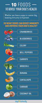 If the balance rises towards the sky, the immune system essentially operates in overdrive, attacking healthy cells; 10 Foods To Fight Disease In Dogs Dog Food Recipes Homemade Dog Food Healthy Dogs