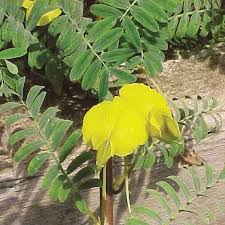 Image result for Aeschynomene fluitans