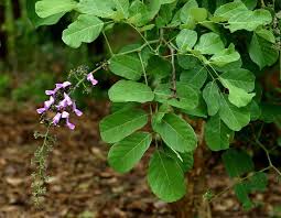 Image result for Millettia