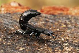 It was originally included in the genus staphylinus in 1764, and some authors and biologists still use this classification. Devil S Coach Horse Beetle Identification Life Cycle Facts Pictures
