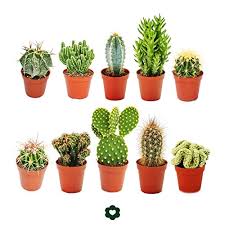 A partir de este momento lo importante es el cuidado que le brindes. Como Sembrar Cactus Manual Paso A Paso 12 Pasos Imagenes