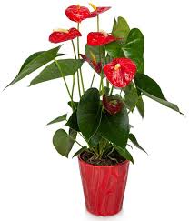 معرفی گیاه انتاریوم Anthurium نوشته دکترمازیارمیر
