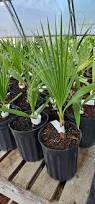 Image result for Washingtonia filifera