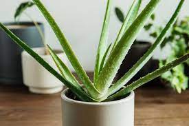 You won't need to repot aloes. Aloe Vera Plant Care Growing Guide