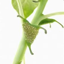 Image result for Dorstenia cuspidata