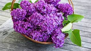 See more ideas about fundaluri, poze de fundal, imagine. Liliac Pictures