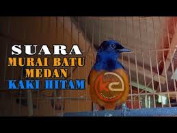 Burung cendet adalah burung kicau yang memiliki kualitas suara yang cukup bagus, hampir imbang kualitasnya dengan suara burung trucukan. Suara Murai Batu Medan Kaki Hitam Yang Sudah Langka Youtube