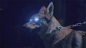 Don T Bite The Hand That Feeds You Gif Https Encrypted Tbn0 Gstatic Com Images Q Tbn 3aand9gcravd3p Nv9ggtdjk 13roorkqjwv0go1hpww Usqp Cau