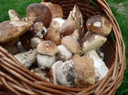 Cueillette De Cepes En Gironde Ce Week End On Va Remplir Son Panier De Champignons Le Republicain Sud Gironde