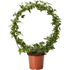 Pin Pa Blomster