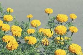 See what maryellen auten (mea3984) has discovered on pinterest, the world's biggest collection of ideas. Marigold Yellow Asian Amazing Flower Marigolds Flower In Garden Beautiful Indigenous Marigold Yellow Stock Photo Picture And Royalty Free Image Image 67400226