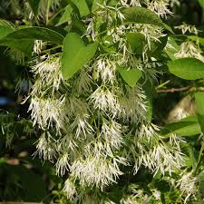 Image result for Chionanthus foveolatus
