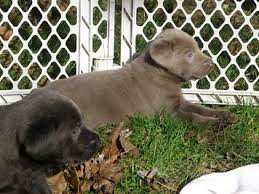 Labs are sociable, affectionate, and loyal. Silverwater Labradors We Sell Silver Charcoal Fox Red Chocolate Labradors Silver Labs
