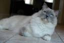 Ragdoll Kittens for Sale Near Me | Buy Ragdoll Kitten