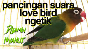 Suara lovebird paud lebih kencang dan mudah menyahut saat diputar suara masteran lovebird melalui mp3. Pancingan Lovebird Suara Ngetik Dijamin Lovebird Anda Akan Nyahut Youtube