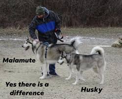 Check spelling or type a new query. Giant Alaskan Malamute Breeder Puppies For Sale Mountain Ridge Giant Alaskan Malamutes