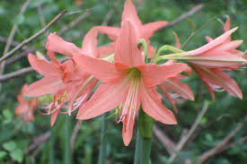Image result for Hippeastrum puniceum