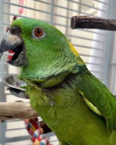 After her owner passed away, Debbie spent two weeks alone in the house By  the time rescuers reached her, the 40-year-old parrot could barely stand.  With intensive care, warmth, and patience, she