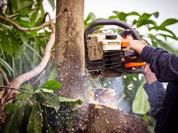 The Ultimate Guide to Tree Removal - Safe and Effective Methods :: YardYum  - Garden Plot Rentals