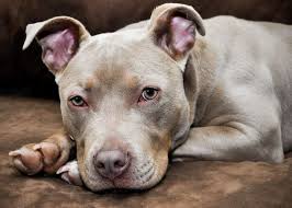 A pet photography forum containing over 1,750 discussion threads, the real meat of the beautiful beasties network. Pet Photography Guide Gear Tips And Common Mistakes To Avoid 2021 Update