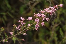 Image result for Erica pleiotricha