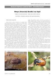 Image result for puklice švestková obrázek