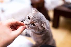 With not eating for a week and also not drinking, he is most likely dehydrated which will contribute to. How Long Can Cats Live Without Food And Water Cats Are On Top