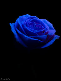 Black And Blue Roses Images Black And Blue Black Background Photography Blue Roses Wallpaper Blue Black