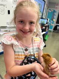 2nd grade had the cutest new students come into the classroom this week!!  🐣 We have loved getting to watch the life cycle of a chicken unfold right  in our classroom. Thank